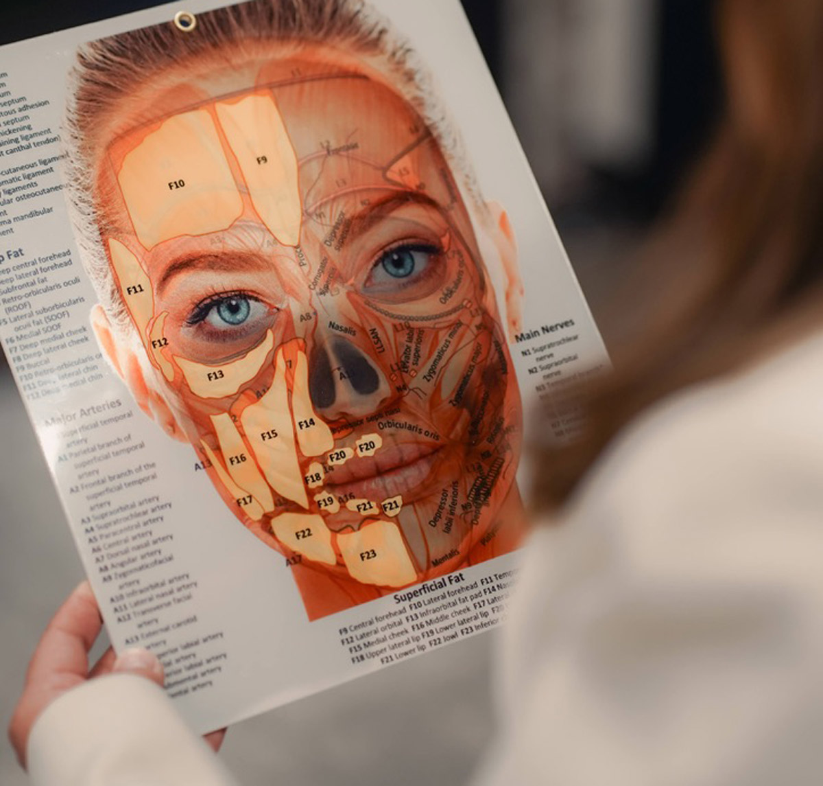 facial anatomy handout